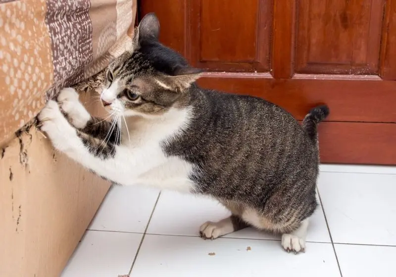 Como Evitar que seu Gato Arranhe os Móveis: